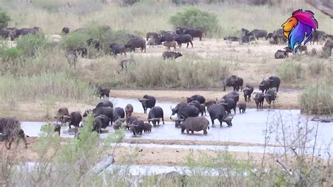 Largest Buffalo Migration in Kruger National Park | Trending Wildlife Videos. - YouTube