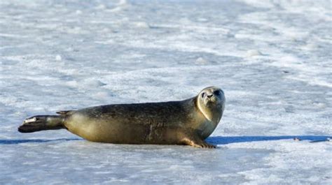 Seal Dream Meaning - What My Dream Mean