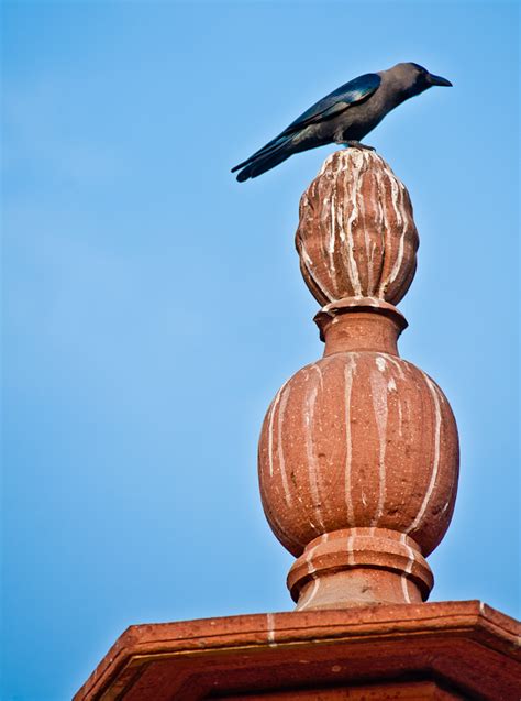 A quick visit to Indian President's House in Delhi : PHOTO JOURNEY from ...