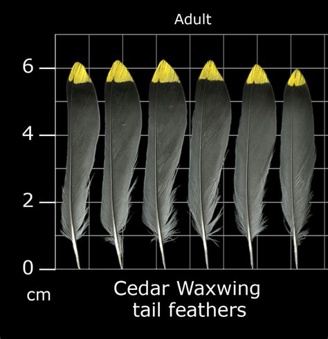 The Feather Atlas - Feather Identification and Scans - U.S. Fish and Wildlife Service Forensics ...