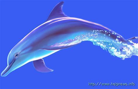 Blue Dolphin | Shades of blue, Blue, Dolphins