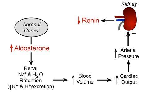 CV Physiology | Secondary Hypertension