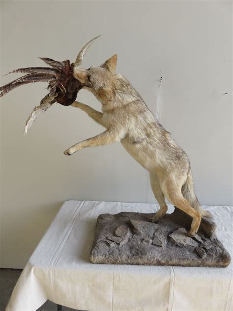 Coyote catching a pheasant. For Sale! | Coyote mounts, Coyote, Ring ...