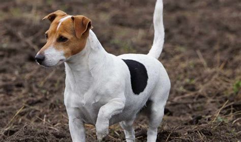 Jack Russell Terrier Temperamento Obstinado Anything Terrier