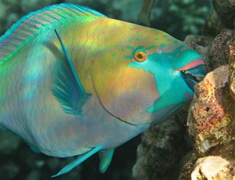 Protect Phu Quoc environment: Save parrotfish, save coral reef