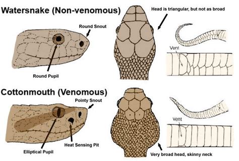 How to tell if a snake is venomous. FYI there are only four types of venomous snakes native to ...