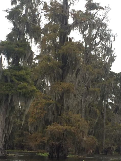 Photo Gallery – Welcome to Louisiana Swamp Tours