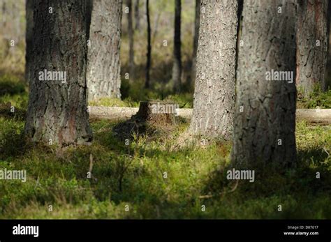 Pine forest in Selli-Sillaotsa Hiking Trail, Alam-Pedja Nature Reserve ...