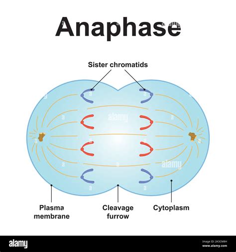 Anaphase 3 Stages