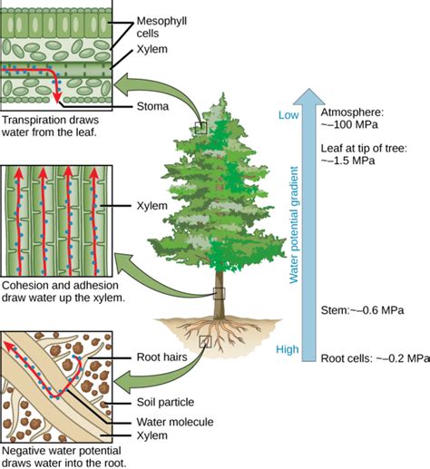 Transport of Water and Solutes in Plants | Boundless Biology
