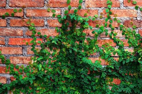 The Green Creeper Plant on wall | Stock image | Colourbox