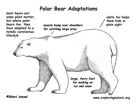 Polar Bear Body Parts Diagram