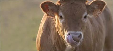 Jersey cow: overview, characteristics - Agriculture 2024