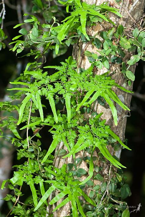 Japanese Climbing Fern (Invasive Exotic Plants of North Carolina) · iNaturalist