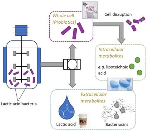 Lactic Acid Fermentation