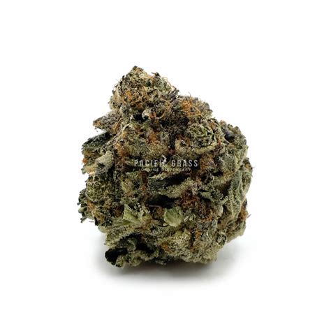 Buy Hash Plant Kush Online In Canada - Pacific Grass