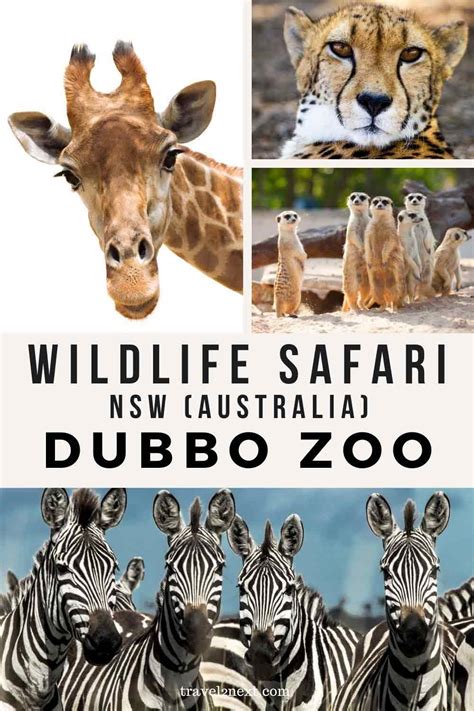 Dubbo Zoo Wildlife Encounters | Stay At Zoofari Lodge