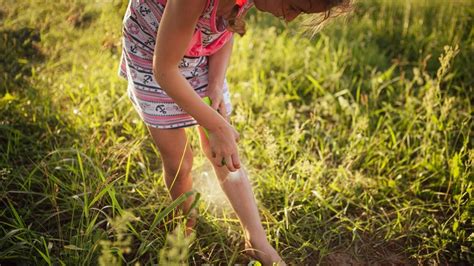 How To Turn Your Garden Into A Dragonfly Habitat