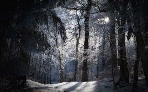 Fondos de pantalla : luz de sol, bosque, naturaleza, nieve, invierno, rama, hielo, cueva ...