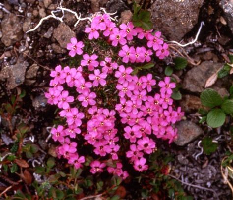 Arctic Tundra Plants with Names | Tundra Plants | Plants, Arctic tundra, Tundra