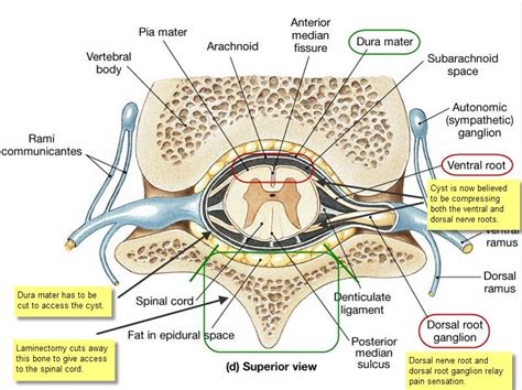 spinal cord CSF - Google Search | Spinal cord, Spinal cord anatomy, Spinal nerves anatomy