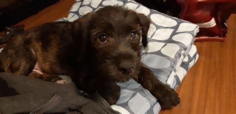 This is Thumper, my 11 week old black lab, Yorkie mix : r/aww