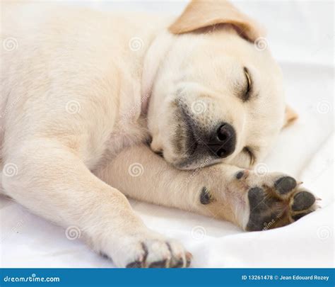 Lab puppy sleeping stock photo. Image of animal, cute - 13261478