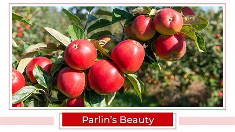 Top 15 Apple Varieties in India | Types of Apple