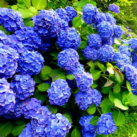 Hydrangea macrophylla 'Early Blue' In 2L Pot, Stunning Clusters of Blue Flowers | eBay