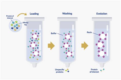 Tagged Protein Purification - ProteoGenix