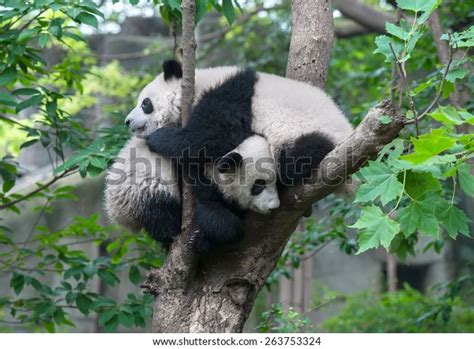 128 Panda Hugs Tree Images, Stock Photos & Vectors | Shutterstock