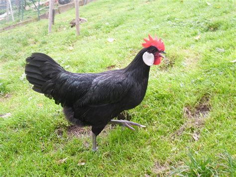 10 Types of Black Chicken Breeds (Breed Guide) - Know Your Chickens