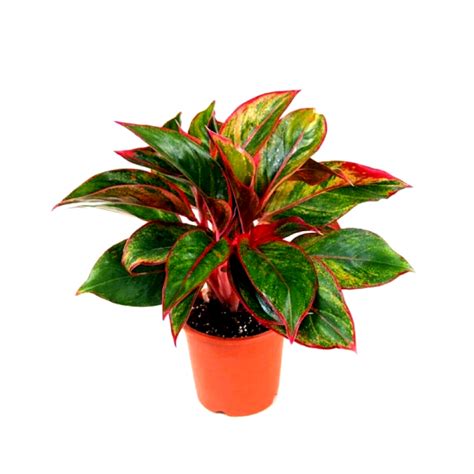 Buy Aglaonema Plant (Lipstick) online at cheap price: plantsguru.com