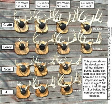 Growth chart. | Whitetail hunting, Deer hunting tips, Hunting blinds