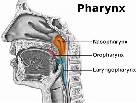 Pharynx - Function, Location, Anatomy, Muscles and FAQs