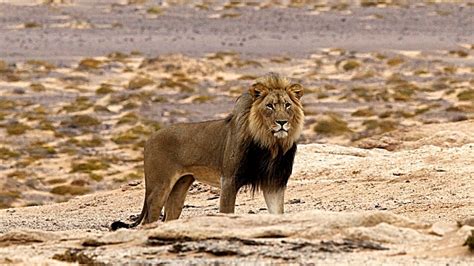 The Life Of The King Of The African Jungle - Lion Documentary HD - YouTube