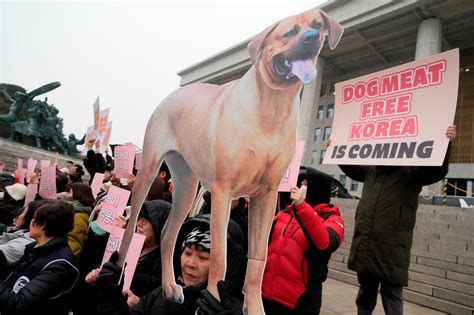 South Korean assembly bans dog meat trade, consumption - ABC News