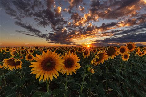 Sunset over a sunflower field | 배경, 풍경 사진, 해바라기