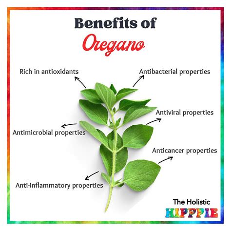 Benefits Of Oregano