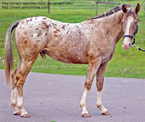 Arian - bronzed bay splash roan blanket with spots Appaloosa ...