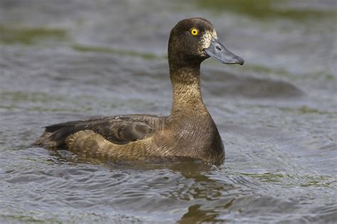 Tufted Duck, Greater Scaup and Lesser Scaup photo ID guide - BirdGuides