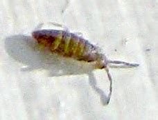 Tiny Jumping Bugs In Homes and Yards - Springtails