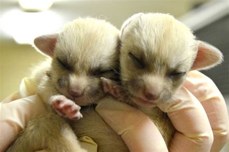 Fennec foxes are cute, but not as cute as baby fennec foxes | Zooborns | Earth Touch News