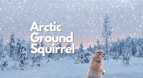 10 Arctic Ground Squirrel Facts, Pictures & Video: The Animal With The ...