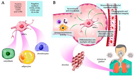 Cells | Free Full-Text | Mesenchymal Stem Cells in the Treatment of COVID-19, a Promising Future