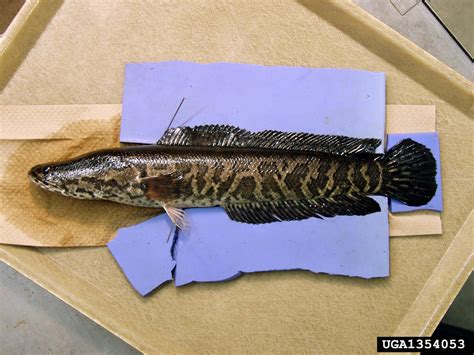 northern snakehead (Channa argus (Cantor, 1842))