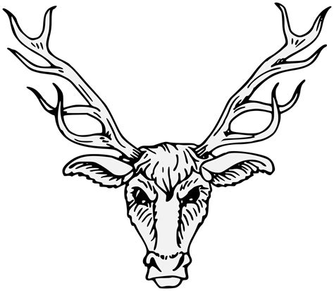 Stag Head Drawing at GetDrawings | Free download