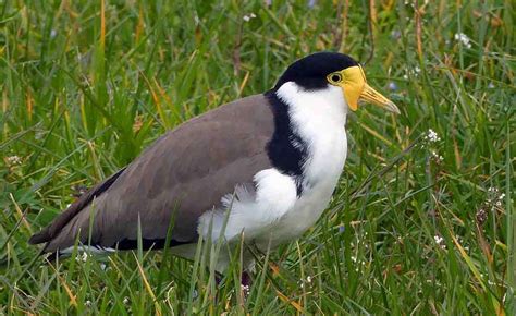 Masked Lapwing – Profile | Traits | Facts | Habitat | Breeding - BirdBaron