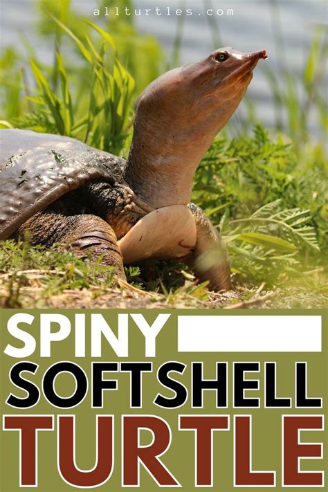 Spiny softshell turtle care sheet everything you need to know – Artofit