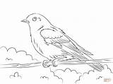 Eastern Bluebird coloring Page  Free Printable Coloring Pages sketch template